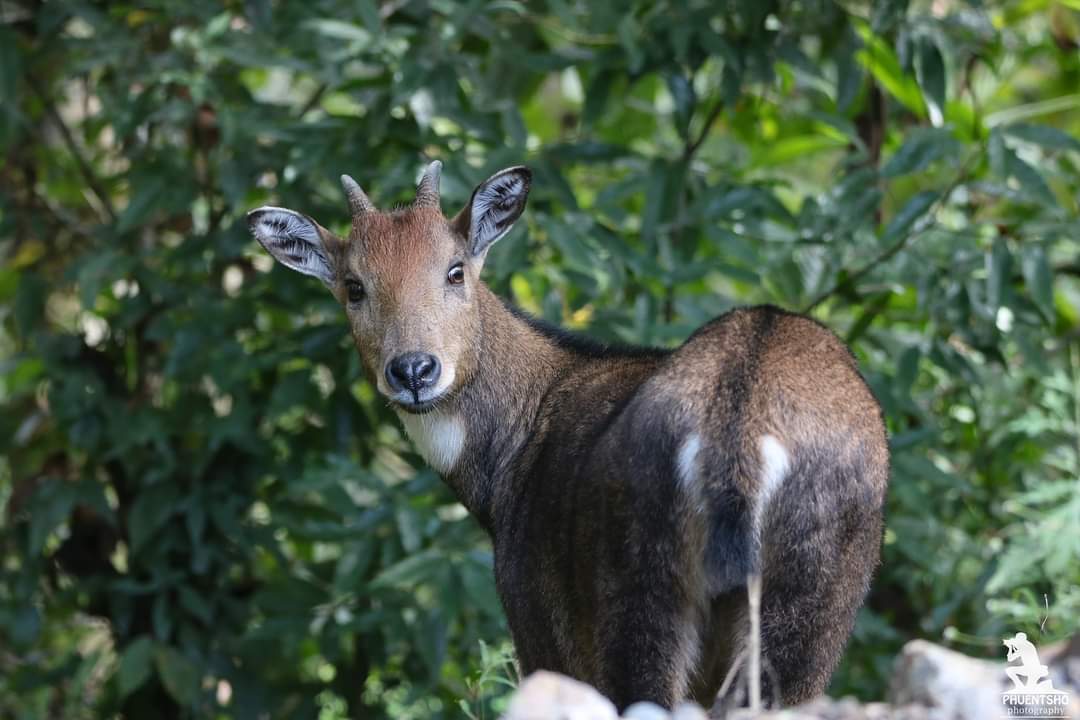 Himalayan Brown Goral