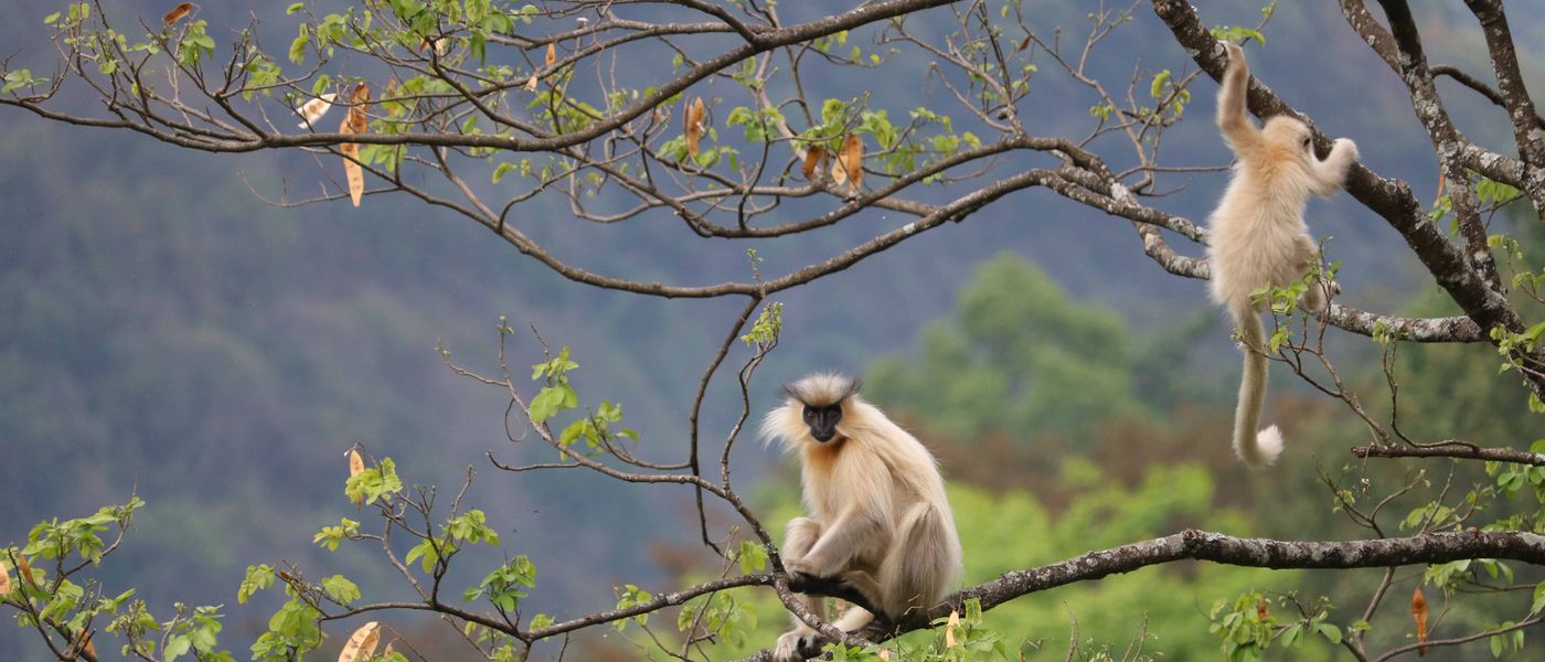 Geei's Goden Langur